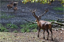 Boutissaint D500 17-10-09 0061   Photos ACG 2017