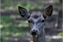 Boutissaint D500 17-10-09 0090   Photos ACG 2017