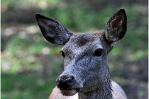 Boutissaint D500 17-10-09 0095   Photos ACG 2017