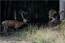 Boutissaint D500 17-10-09 0139   Photos ACG 2017