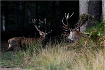 Boutissaint D500 17-10-09 0140   Photos ACG 2017