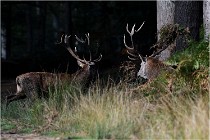 Boutissaint D500 17-10-09 0141   Photos ACG 2017