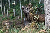 Boutissaint D500 17-10-09 0155   Photos ACG 2017