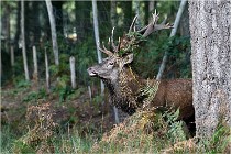 Boutissaint D500 17-10-09 0160   Photos ACG 2017