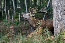 Boutissaint D500 17-10-09 0161   Photos ACG 2017