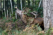 Boutissaint D500 17-10-09 0166   Photos ACG 2017