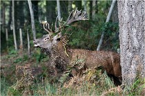 Boutissaint D500 17-10-09 0172   Photos ACG 2017