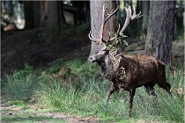 Boutissaint D500 17-10-09 0273   Photos ACG 2017