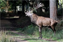 Boutissaint D500 17-10-09 0287   Photos ACG 2017