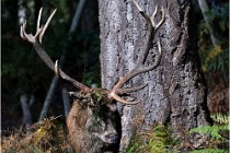 Boutissaint D500 17-10-09 0296   Photos ACG 2017