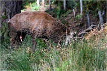 Boutissaint D500 17-10-09 0309   Photos ACG 2017