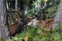 Boutissaint D500 17-10-09 0315   Photos ACG 2017