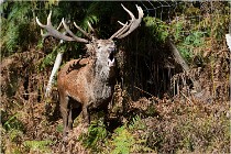 Boutissaint D500 17-10-09 0372   Photos ACG 2017