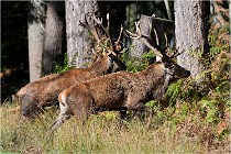 Boutissaint D500 17-10-09 0388   Photos ACG 2017