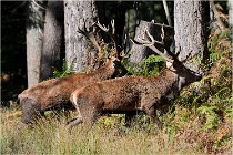 Boutissaint D500 17-10-09 0390   Photos ACG 2017