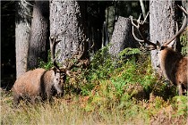 Boutissaint D500 17-10-09 0398   Photos ACG 2017