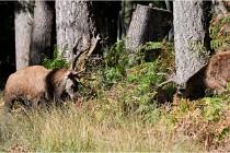 Boutissaint D500 17-10-09 0400   Photos ACG 2017