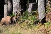 Boutissaint D500 17-10-09 0401   Photos ACG 2017