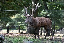 Boutissaint D500 17-10-09 0445   Photos ACG 2017