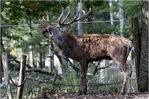 Boutissaint D500 17-10-09 0448   Photos ACG 2017