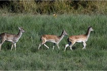 Boutissaint D500 17-10-11 0686   Photos ACG 2017