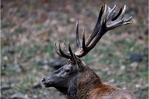 Boutissaint D5 17-10-09 0732   Photos ACG 2017