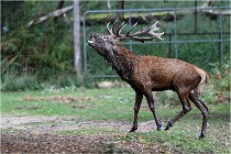 Boutissaint D5 17-10-09 0954   Photos ACG 2017