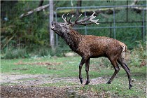 Boutissaint D5 17-10-09 0956   Photos ACG 2017