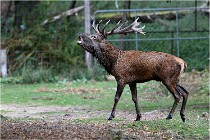 Boutissaint D5 17-10-09 0958   Photos ACG 2017