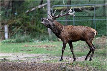 Boutissaint D5 17-10-09 0960   Photos ACG 2017