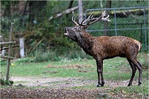 Boutissaint D5 17-10-09 0961   Photos ACG 2017