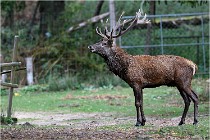 Boutissaint D5 17-10-09 0965   Photos ACG 2017