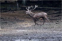 Boutissaint D5 17-10-10 0975   Photos ACG 2017