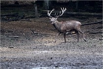 Boutissaint D5 17-10-10 0976   Photos ACG 2017