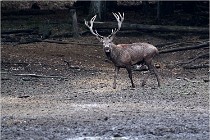 Boutissaint D5 17-10-10 0977   Photos ACG 2017