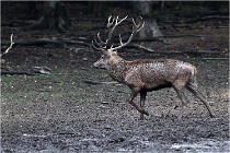 Boutissaint D5 17-10-10 0996   Photos ACG 2017