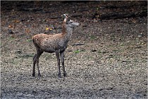 Boutissaint D5 17-10-10 0998   Photos ACG 2017