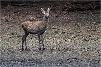 Boutissaint D5 17-10-10 1001   Photos ACG 2017