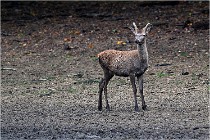 Boutissaint D5 17-10-10 1008   Photos ACG 2017