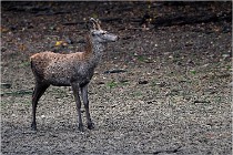 Boutissaint D5 17-10-10 1009   Photos ACG 2017