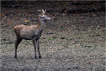 Boutissaint D5 17-10-10 1011   Photos ACG 2017