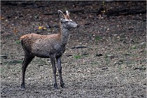 Boutissaint D5 17-10-10 1013   Photos ACG 2017