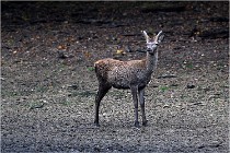 Boutissaint D5 17-10-10 1017   Photos ACG 2017