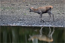 Boutissaint D5 17-10-10 1024   Photos ACG 2017