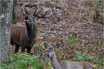 Boutissaint D5 17-10-10 1077   Photos ACG 2017