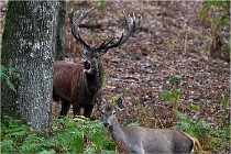 Boutissaint D5 17-10-10 1078   Photos ACG 2017