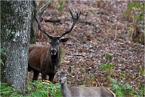 Boutissaint D5 17-10-10 1080   Photos ACG 2017