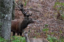 Boutissaint D5 17-10-10 1082   Photos ACG 2017