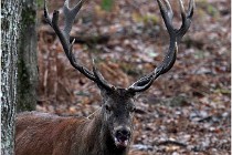 Boutissaint D5 17-10-10 1084   Photos ACG 2017