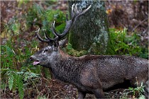 Boutissaint D5 17-10-10 1088   Photos ACG 2017